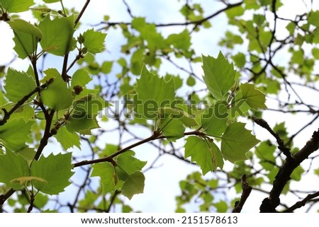 Soft plain tree branches with first green leaves. Platanus twigs. Royalty-Free Stock Photo #2151578613