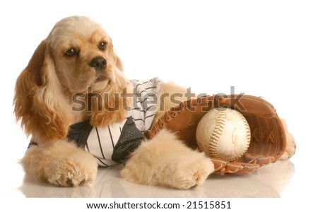 american cocker spaniel dressed up as baseball player with ball and glove isolated on white background