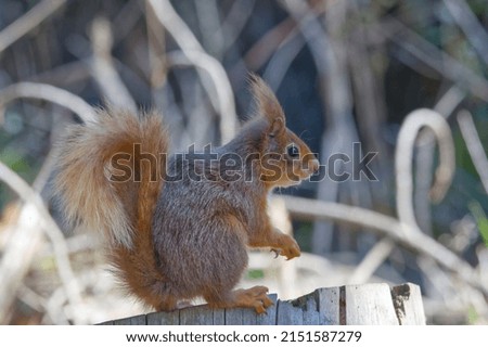 A closeup shot of a cute squirrel in its natural habitat