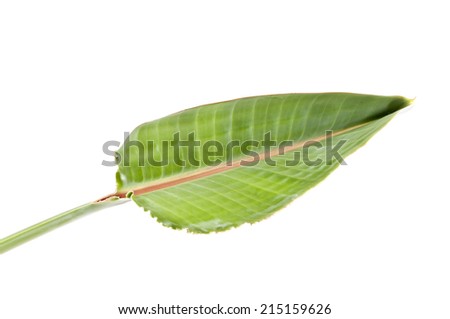 Birds of paradise leaf