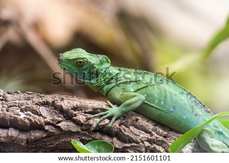 A picture of a green lizard resting