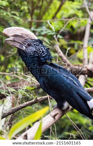 A picture of a beautiful hornbill among the leaves