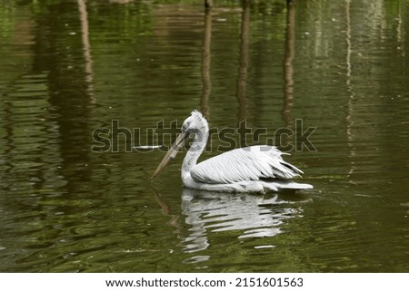 A picture of a beautiful white pelican