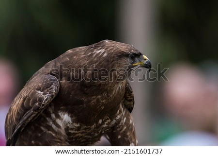 A picture of a beautiful hawk