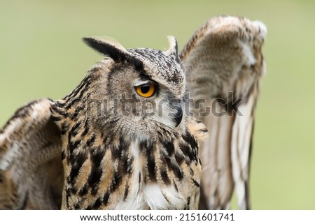 A picture of a beautiful owl on a tree