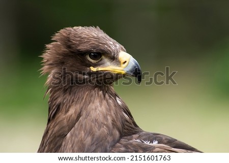 A picture of a beautiful hawk