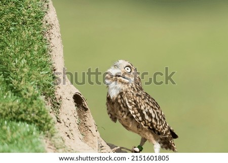 A picture of a beautiful owl on a tree