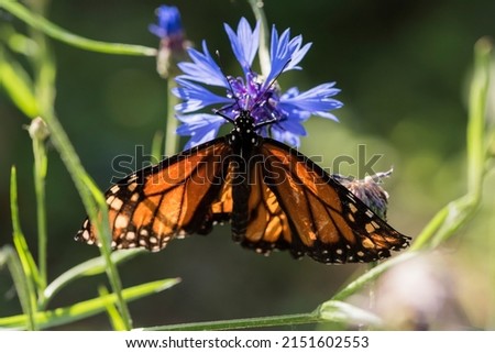 A picture of a beautiful butterfly on a flower