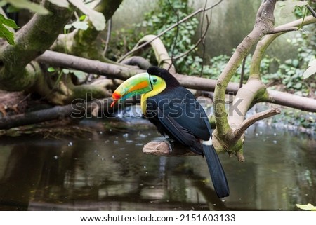A picture of a colored toucan on a tree