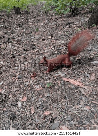 Red squirrel runs through the woods.