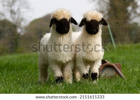 Valais Blacknose twin ram lambs Royalty-Free Stock Photo #2151615333