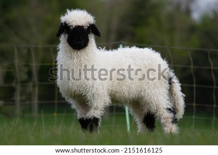 Valais Blacknose lambs in field Royalty-Free Stock Photo #2151616125