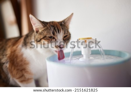 Pet water dispenser with automatic gravity refill. Royalty-Free Stock Photo #2151621825