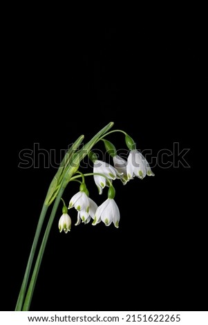 Spring snowflake on a black background. It is a flowering plant in the family Amaryllidaceous and is native to central and southern Europe from Belgium to Ukraine. It is a bulbous herbaceous plant. Royalty-Free Stock Photo #2151622265