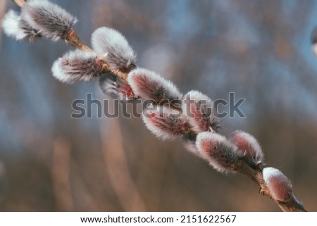 A selective focus shot of a pussy willow branch