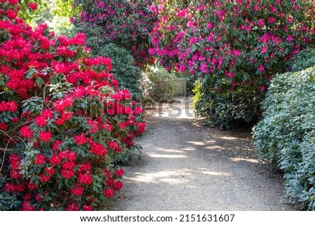Tunnel of brightly coloured pink rhododendron flowers, photographed in late spring in Temple Gardens, Langley Park, Slough UK. Royalty-Free Stock Photo #2151631607