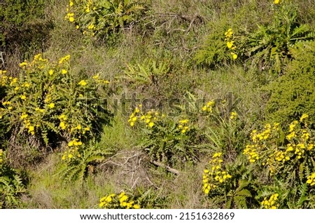 Sow thistles Sonchus hierrensis in bloom. Orone Protected Landscape. La Gomera. Canary Islands. Spain. Royalty-Free Stock Photo #2151632869