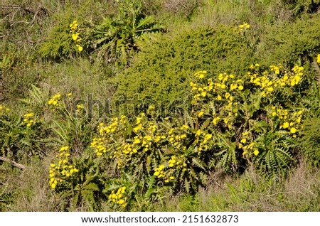 Sow thistles Sonchus hierrensis in bloom. Orone Protected Landscape. La Gomera. Canary Islands. Spain. Royalty-Free Stock Photo #2151632873