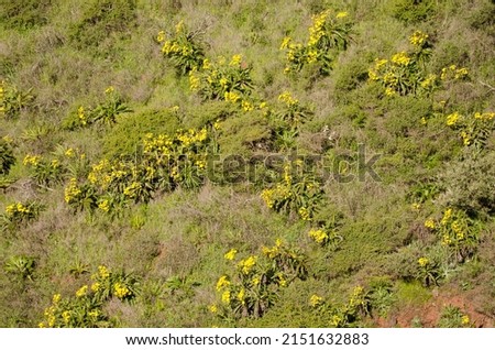 Sow thistles Sonchus hierrensis in bloom. Orone Protected Landscape. La Gomera. Canary Islands. Spain. Royalty-Free Stock Photo #2151632883