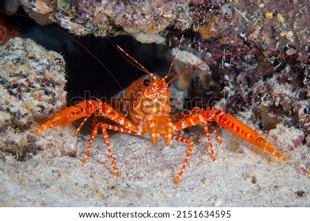 Underwater photo of a bullseye reef lobster sitting at the entrance of a hole in the reef.  Royalty-Free Stock Photo #2151634595