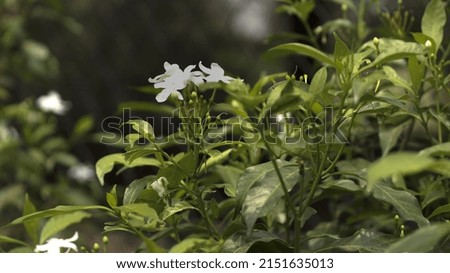 Selective focus shot of white jasmine flowers in the garden