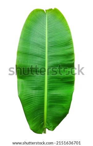green banana leaf isolate on black background.