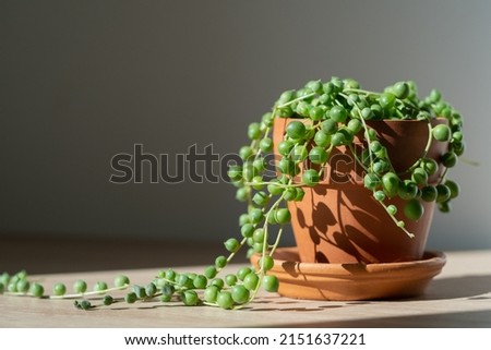 Closeup of Senecio rowleyanus houseplant in terracotta flower pot at home, sunlight. String of pearls. Variety of succulents in Africa. Love plants.  Royalty-Free Stock Photo #2151637221