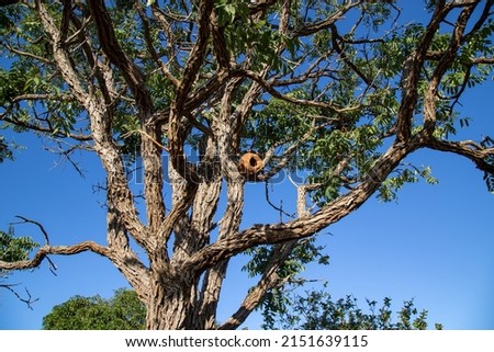 Typical tree of the Brazilian cerrado biome with twisted trunk and a nest of the João de Barro bird Royalty-Free Stock Photo #2151639115