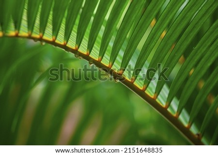 Palm tree with rain drops