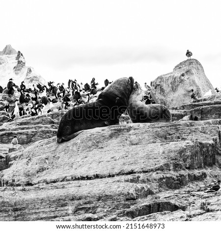 a shot of sea lions against penguins in grayscale