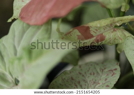 Syngonium Milk Confetti with a milky green base and pink spot color leaf. Rare houseplant variegated, creeper plants. Spotted tree, foliage for garden, farm, greenhouse, collector, plants website.