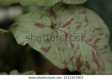 Syngonium Milk Confetti, pastel colors with a milky green base color foliage. Houseplant variegated, creeper plants. Close up pink and light green leaves. Spotted tree for garden, farm, greenhouse.