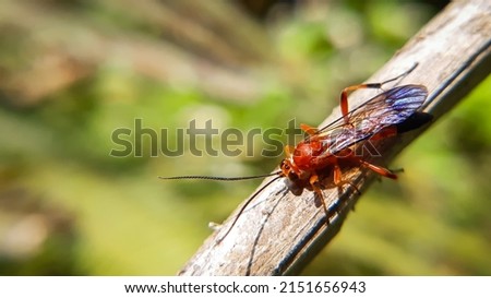 Beautiful red  fly  on tree branch
Parasitoid wasps are a large group of hymenopteran superfamilies, with all but the wood wasps (Orussoidea) being in the wasp-waisted Apocrita. Royalty-Free Stock Photo #2151656943
