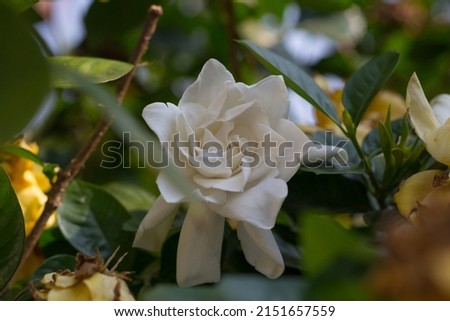 close up picture of gardenias flower against green leaves background.