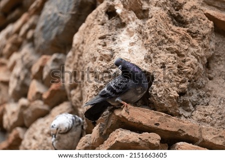 Close up picture of a rock dove or indian pigeon 
