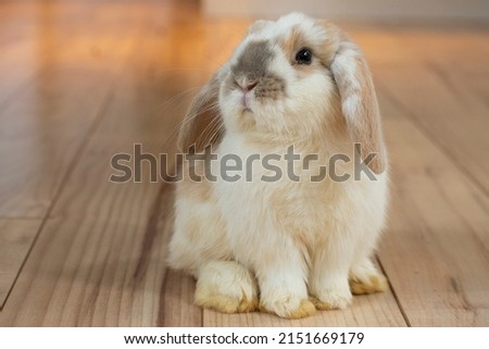 Single spotted Holland Lop rabbit