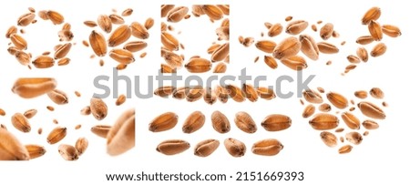 A set of photos. Wheat grains levitate on a white background