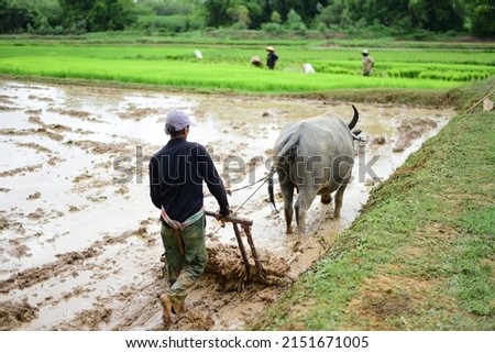 Farmers traditionally farm by using buffaloes to plow their fields instead of machines. This is to reduce production costs. Thai organic agriculture Royalty-Free Stock Photo #2151671005
