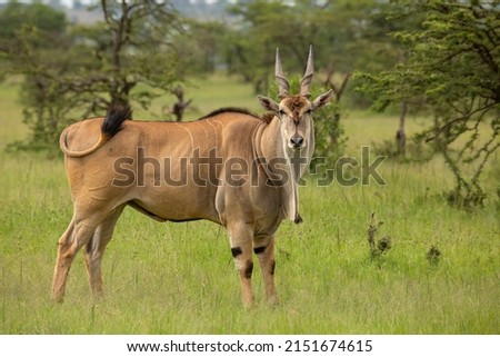Eland bull, the biggest antelope in the African bush looking at camera while swaying tail. Wild animal seen on safari in Masai Mara, Kenya Royalty-Free Stock Photo #2151674615