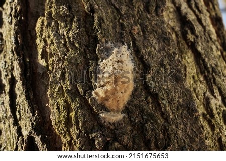 Macro Close up of Gypsy Moth Egg Sac Mass on Oak Tree Bark Royalty-Free Stock Photo #2151675653