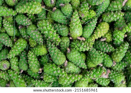 Many green young fir spruce cones gathered in forest. Alternative medicine remedy. Botanical texture pattern Royalty-Free Stock Photo #2151685961