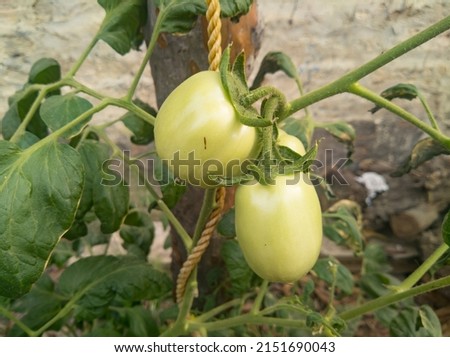 fresh raw green tomatoes picture