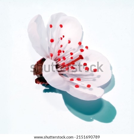 Cherry blossom flowers isolated on white background for logos, banners, posters.