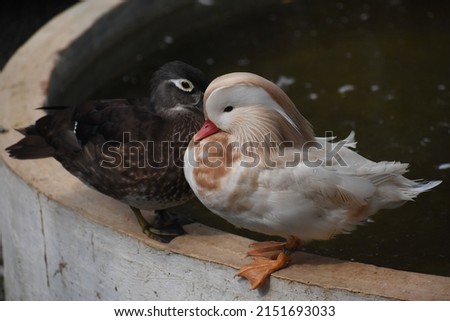 beautiful male and female charming white Mandarin duck Aix galericulata bird isolate closeup