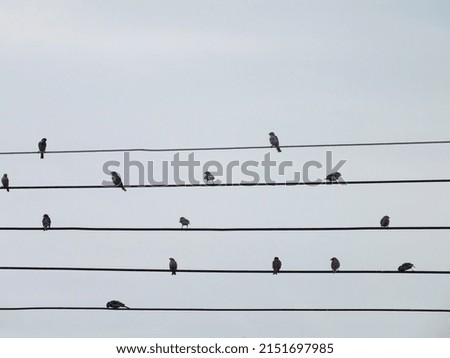 Sparrows perched on wires. picture have noise, No focus. picture with grain.