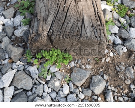 small four-leaf clover grow on dry cracked wooden brown log and granite stones on soil ground floor with green weeds in warm sun light background
