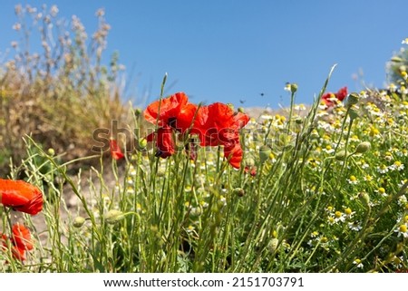 Poppies red flowers blue sky, bright sunny summer landscape. A poppy field on a clear spring day. Colorful natural background for wallpapers, postcards, websites. Juicy flowers stretch up. Copy space