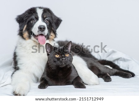 Australian shepherd dog hugging black cat on a bed at home Royalty-Free Stock Photo #2151712949
