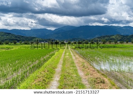 Local path are running in paddy field in countryside,  JAPAN. Royalty-Free Stock Photo #2151713327