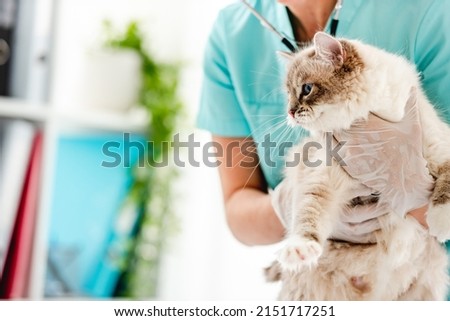 Woman veterinarian holding fluffy ragdoll cat in her hands during medical care procedures at vet clinic. Portrait of adorable purebred feline pet in animal hospital Royalty-Free Stock Photo #2151717251